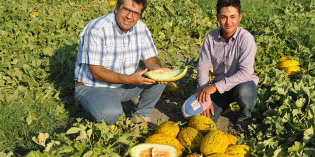 Manisa Kırkağaç'ta kavun hasadı başladı