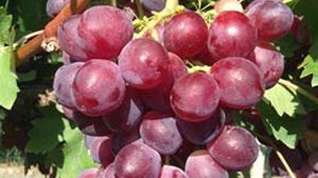 Manisa'da 5 üzüm çeşidinin ismi anketle belirlendi