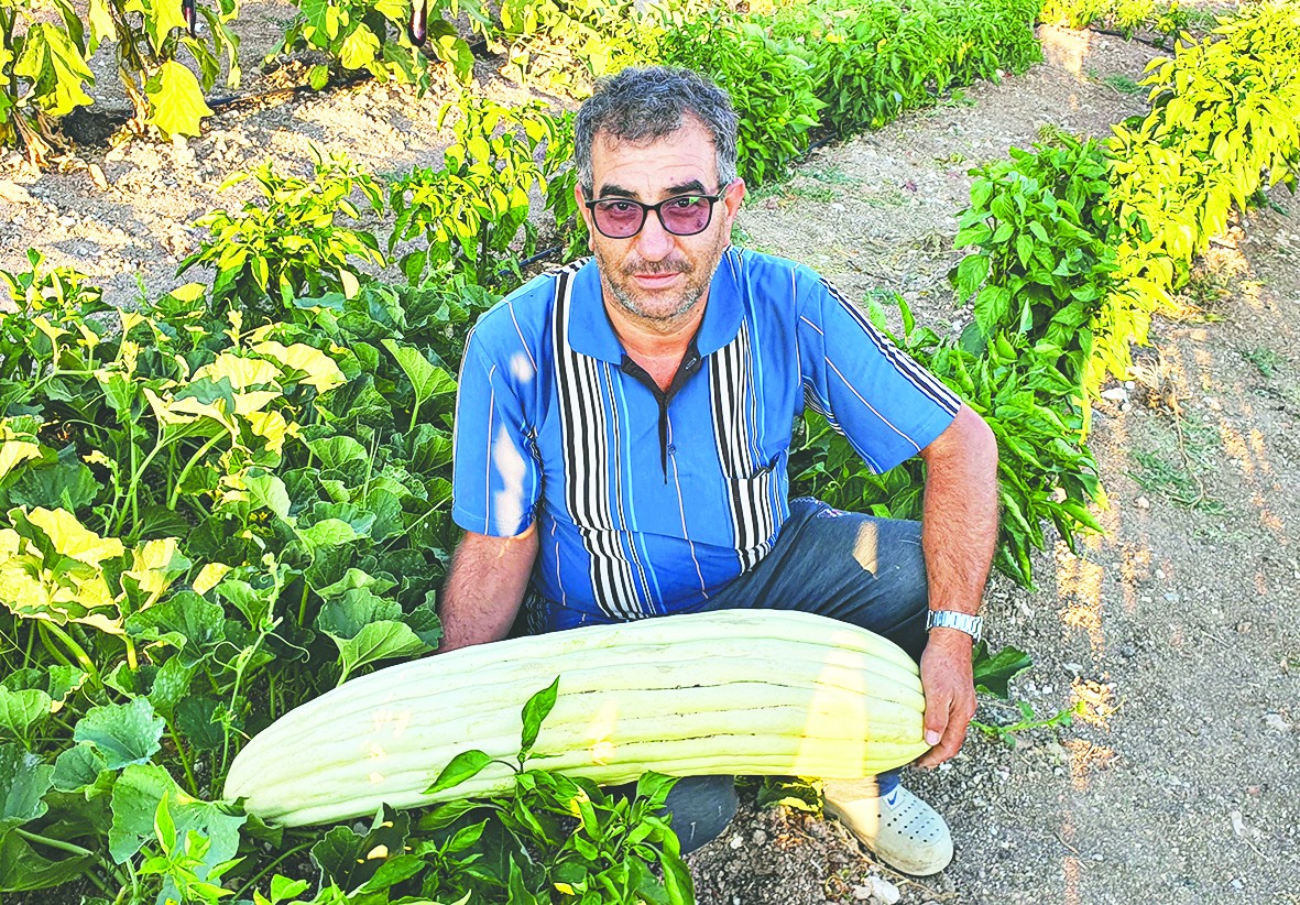 Manisa’da 83 santimlik dev acur yetiştirildi