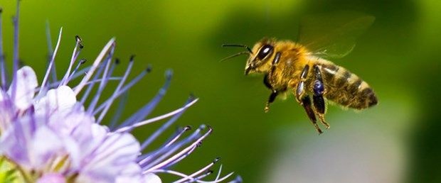 Manisa'da arı sokması nedeniyle bir haftada ikinci ölüm