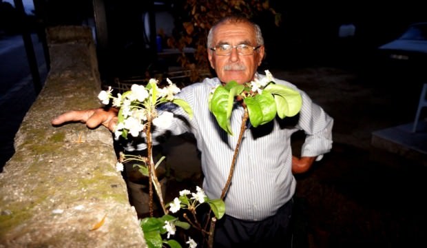 Manisa'da armut ağacı Eylül ayında çiçek açtı