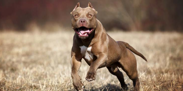 Manisa’da başıboş pitbull dehşet saçtı!