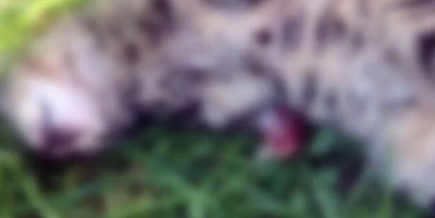 Manisa'da can dost vahşeti! Kedinin tüm ayağını kestiler! Nasıl öldürüldü? Herkesi şoke edecek olay|