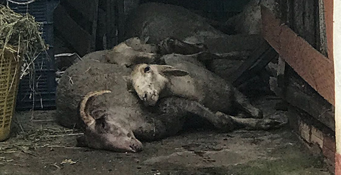 Manisa’da elektrik akımına kapılan koyunlar telef oldu