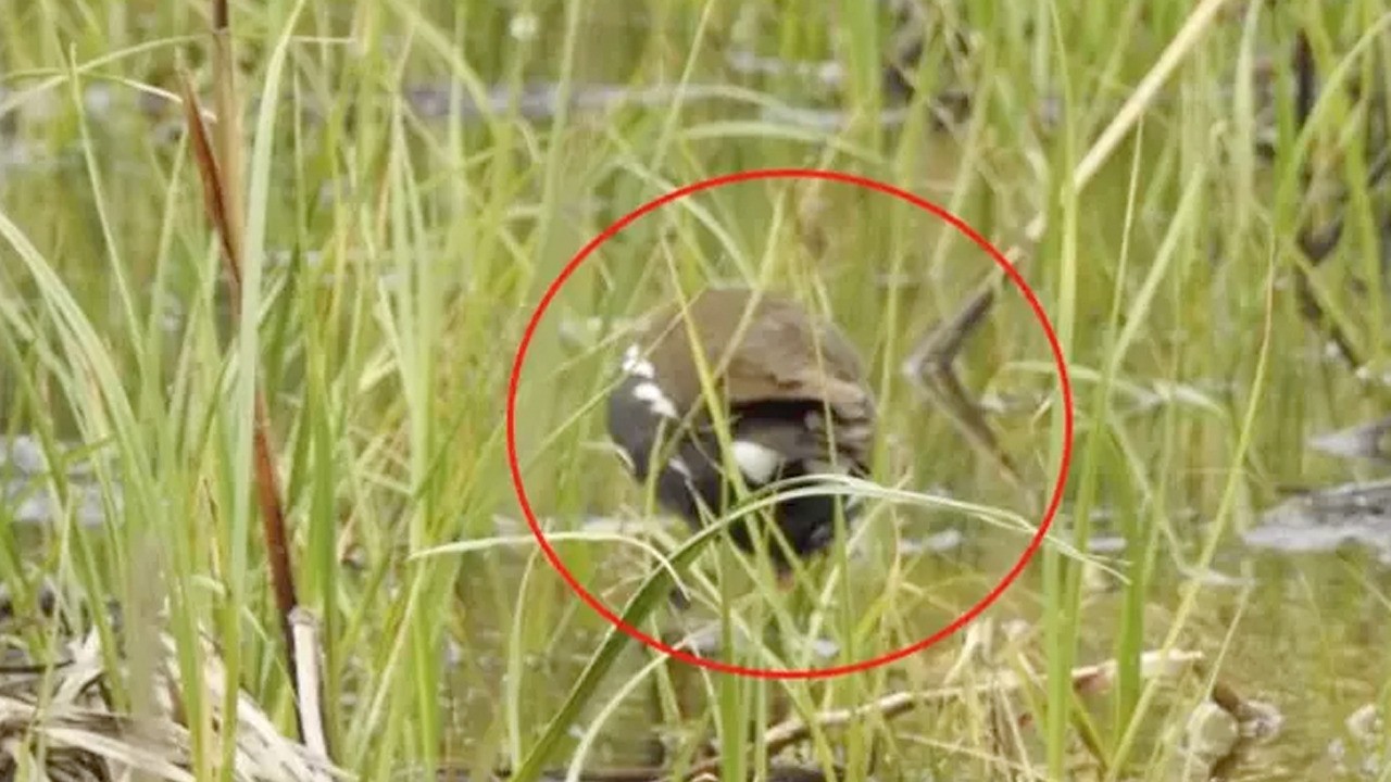 Manisa’da heyecanlandıran gelişme! 10 yıl sonra İlk kez açıklandı! Böyle görüntülendi