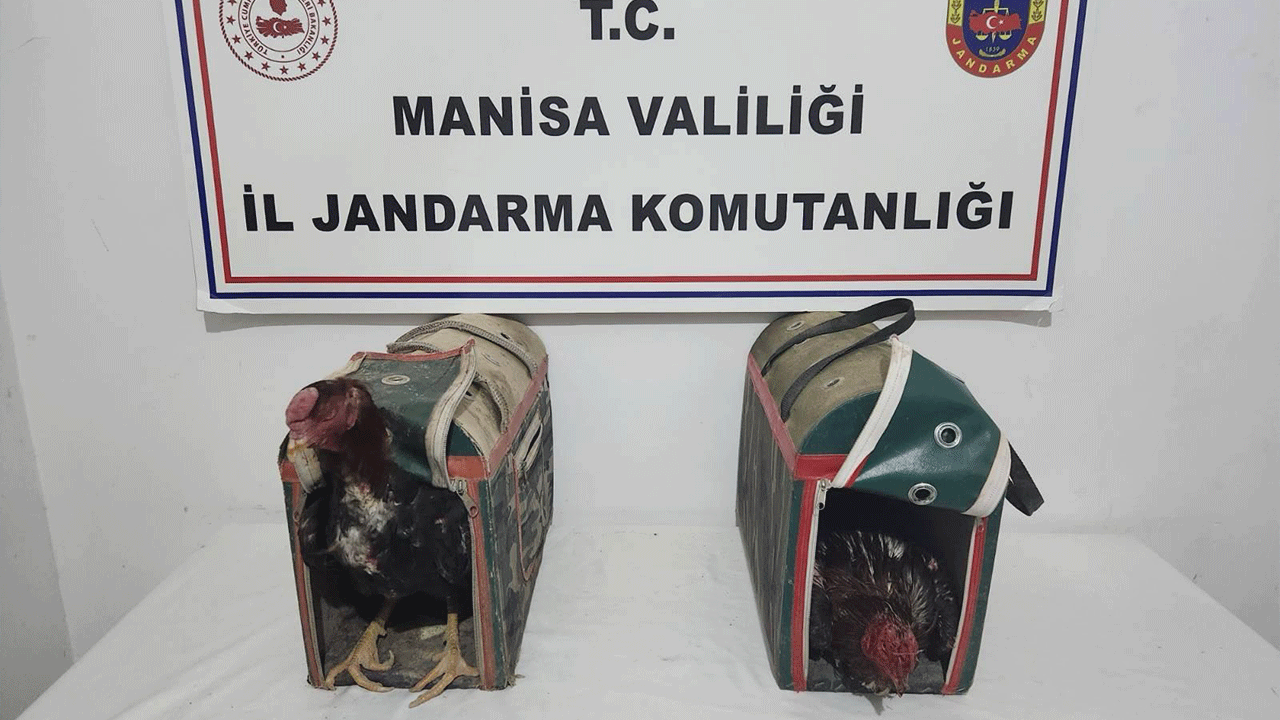 Manisa'da horoz dövüşüne suçüstü! 28 kişiye ceza yağdı