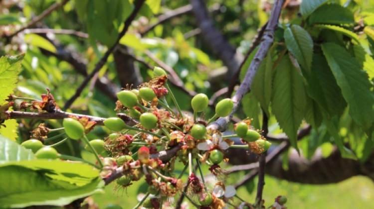 Manisa'da kirazlar kendini gösterdi