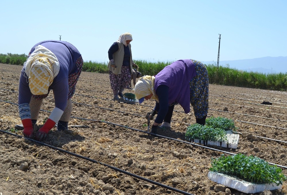 Manisa’da ’Kırmızı Altın’ toprakla buluştu 