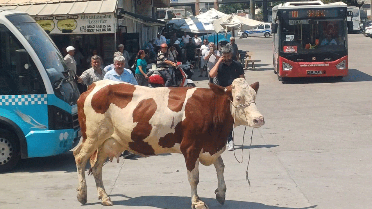 Manisa'da mezbahadan kaçan inek otogarda yakalandı