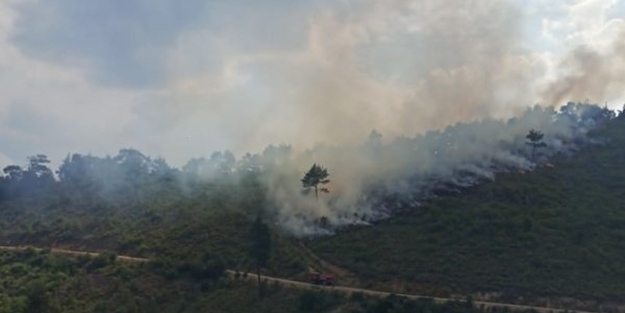 Manisa'da orman yangını!