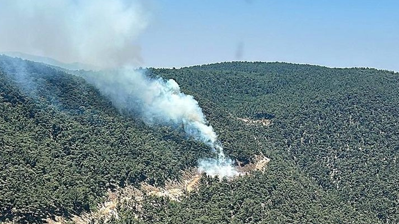 Manisa'da orman yangını!