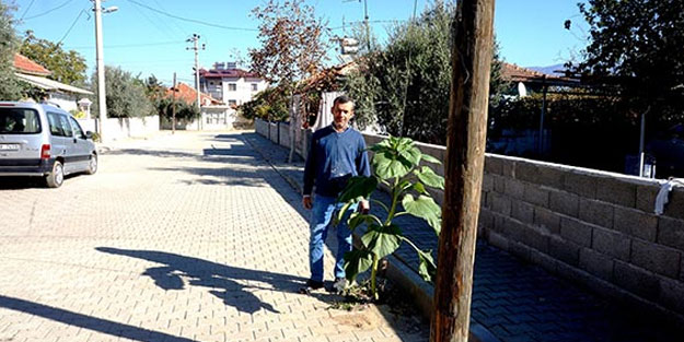 Manisa'da parke taşının arasından çıkan ayçiçeği büyüledi