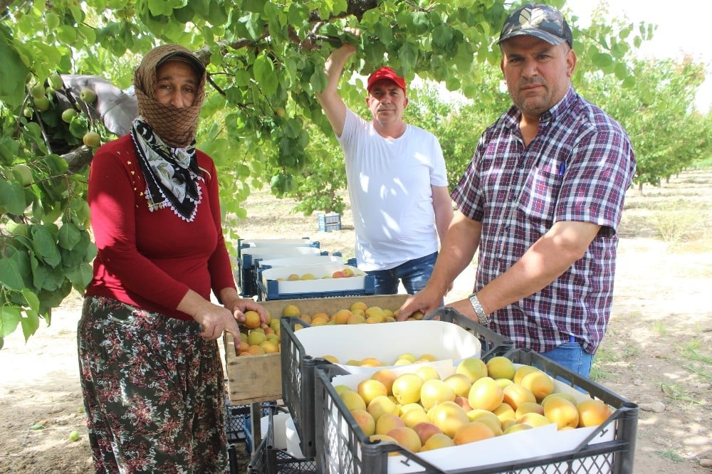 Manisa’da sofralık kayısıda ilk hasat 