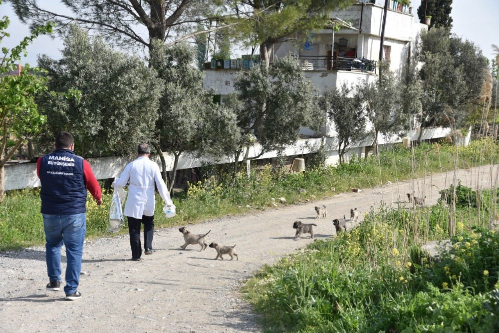 Manisa’da sokak hayvanları ihmal edilmiyor 