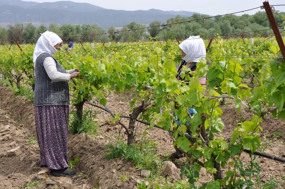 Manisa’da tarımsal üretim kesintisiz devam ediyor 