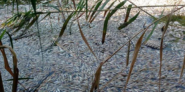 Manisa'da toplu balık ölümleri korkuttu!