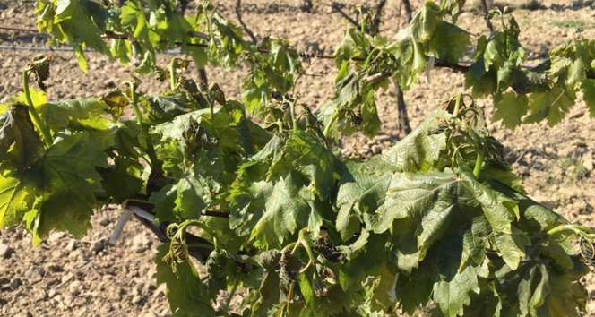 Manisa'da üzümü don vurdu