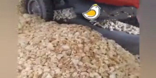 Manisa’da vahşet! On binlerce erkek civcivi katlettiler!