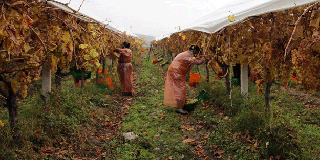 Manisa'da yağmur altında üzüm hasadı