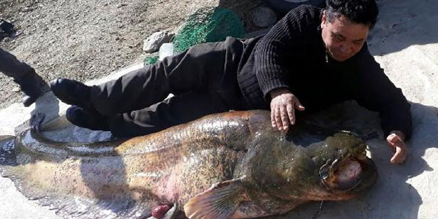 Manisa'da yakalandı! 100 kiloluk dev yayın balığı görenleri şaşırttı