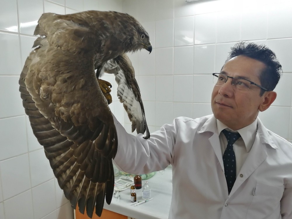 Manisa’da yaralı kızıl şahine yardım eli 