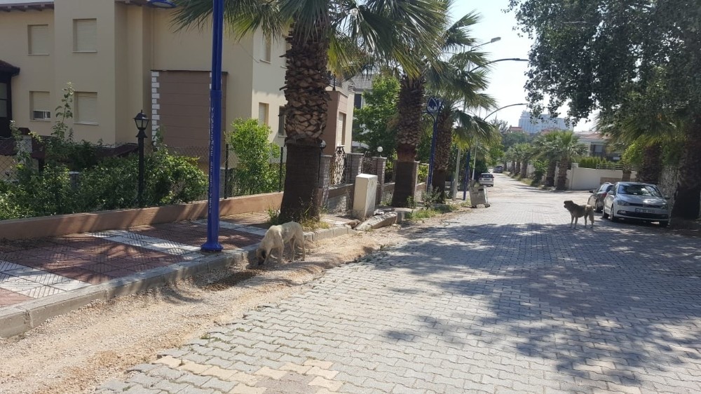 Manisa’daki sokak hayvanlarını unutmadılar 