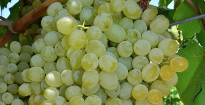 Manisa'dan 189 bin ton üzüm ihraç edildi