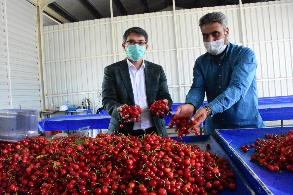 Manisa’dan dünyanın dört bir yanına kiraz 