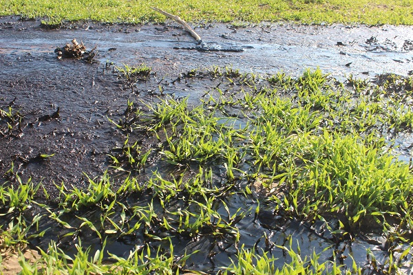Manisalı çiftçi hayatının şokunu yaşadı! Su ararken öyle bir şey buldu ki!