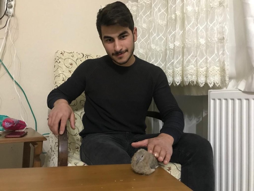 Manisalı genç, yaralı kumruya sahip çıktı 