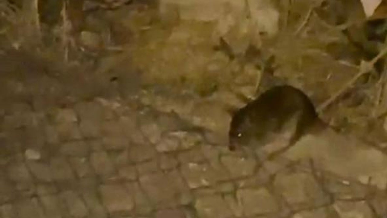 Mansur bunu da başardı! Ankara sokaklarında fareler cirit atıyor