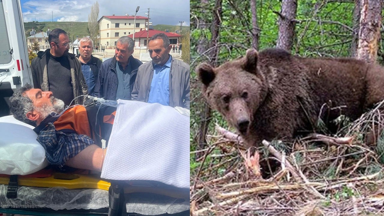 Mantar aramaya giden köylü ayının saldırısına uğradı