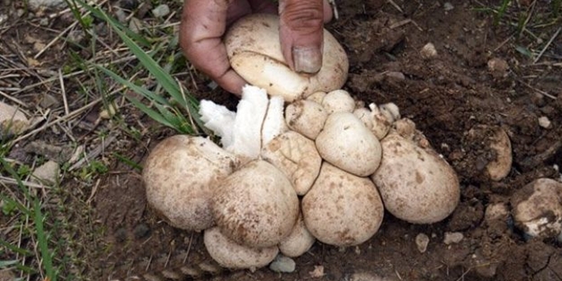 Mantar birçok hastalığa şifa oluyor