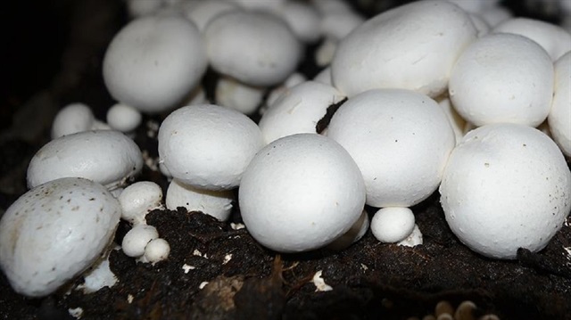 Mantar DNA'sında yeni antibiyotik üretildi