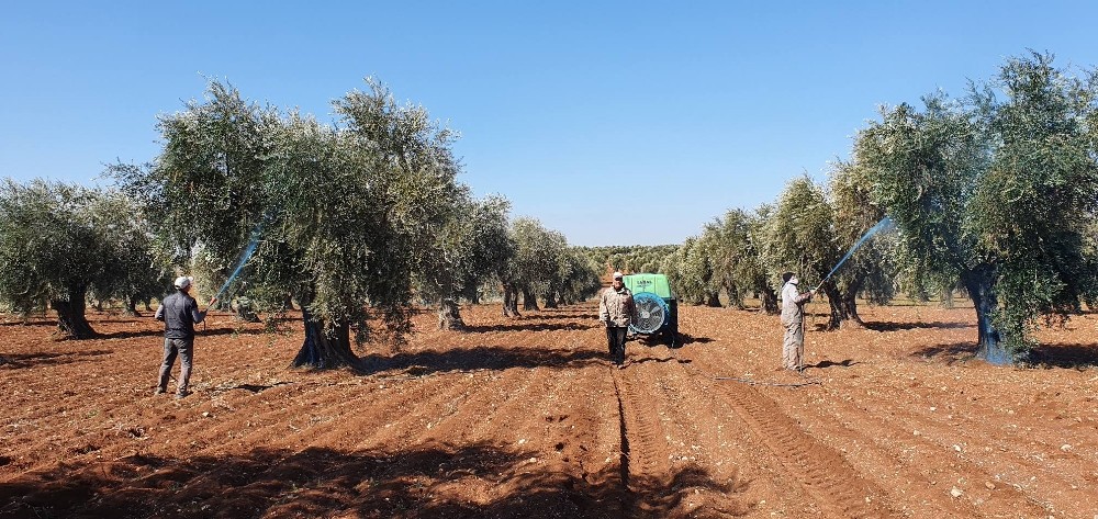 Mantar hastalığına karşı zeytinler ilaçlanıyor 