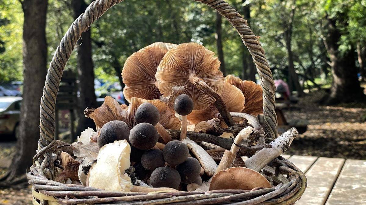 Mantar ile ilgili efsaneler hayatınızdan etmesin