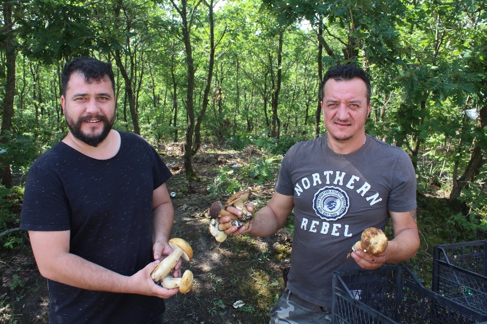 Mantar severler ormanlara akın etti 