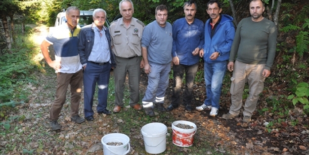 Mantar toplamaya çıktılar 3 kova para buldular