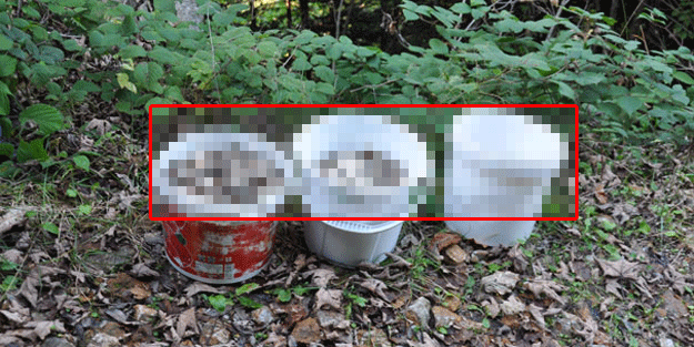 Mantar toplamaya çıktılar bakın ne buldular