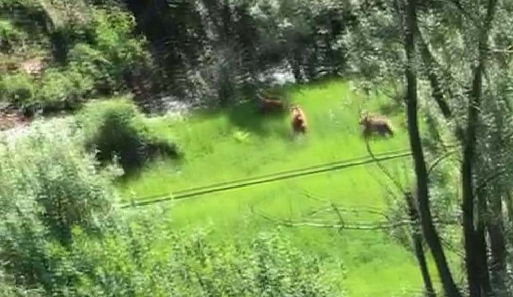 Mantar toplamaya gitti ayı sürüsü ile karşılaştı - Yeni Akit