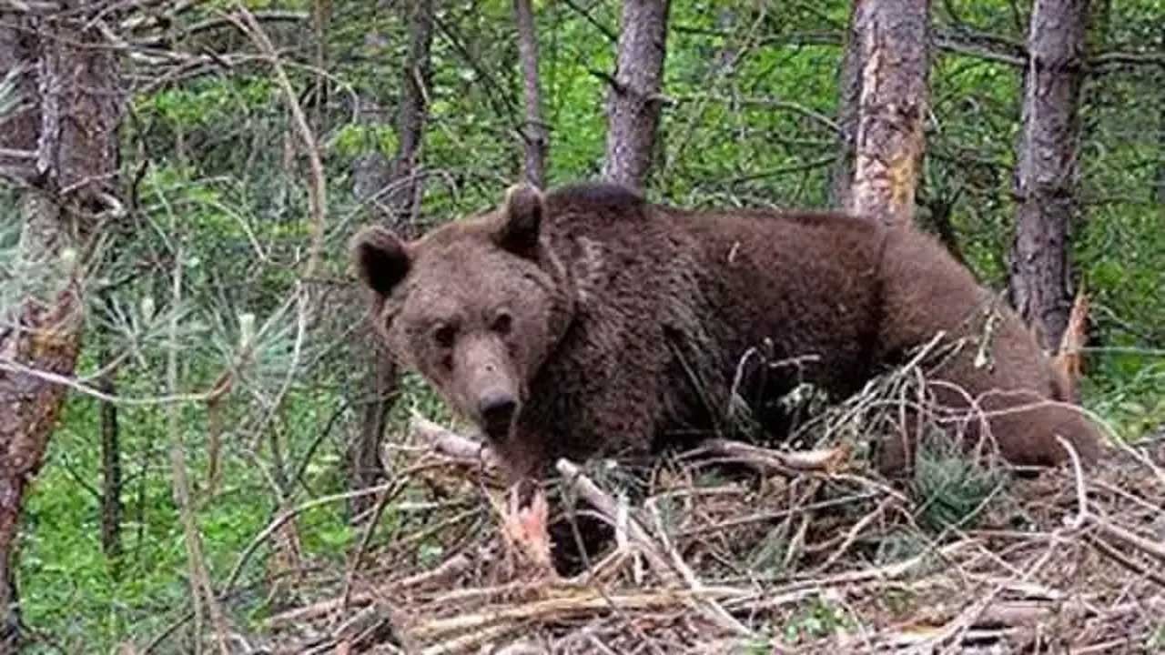 Mantar toplarken ayı saldırısına uğradılar