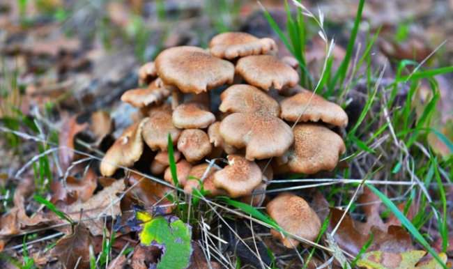 Mantar toplarken uçurumdan düştü