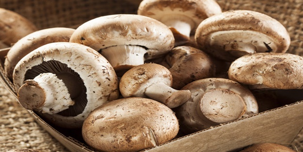 Mantar tüketerek zayıflanır mı?