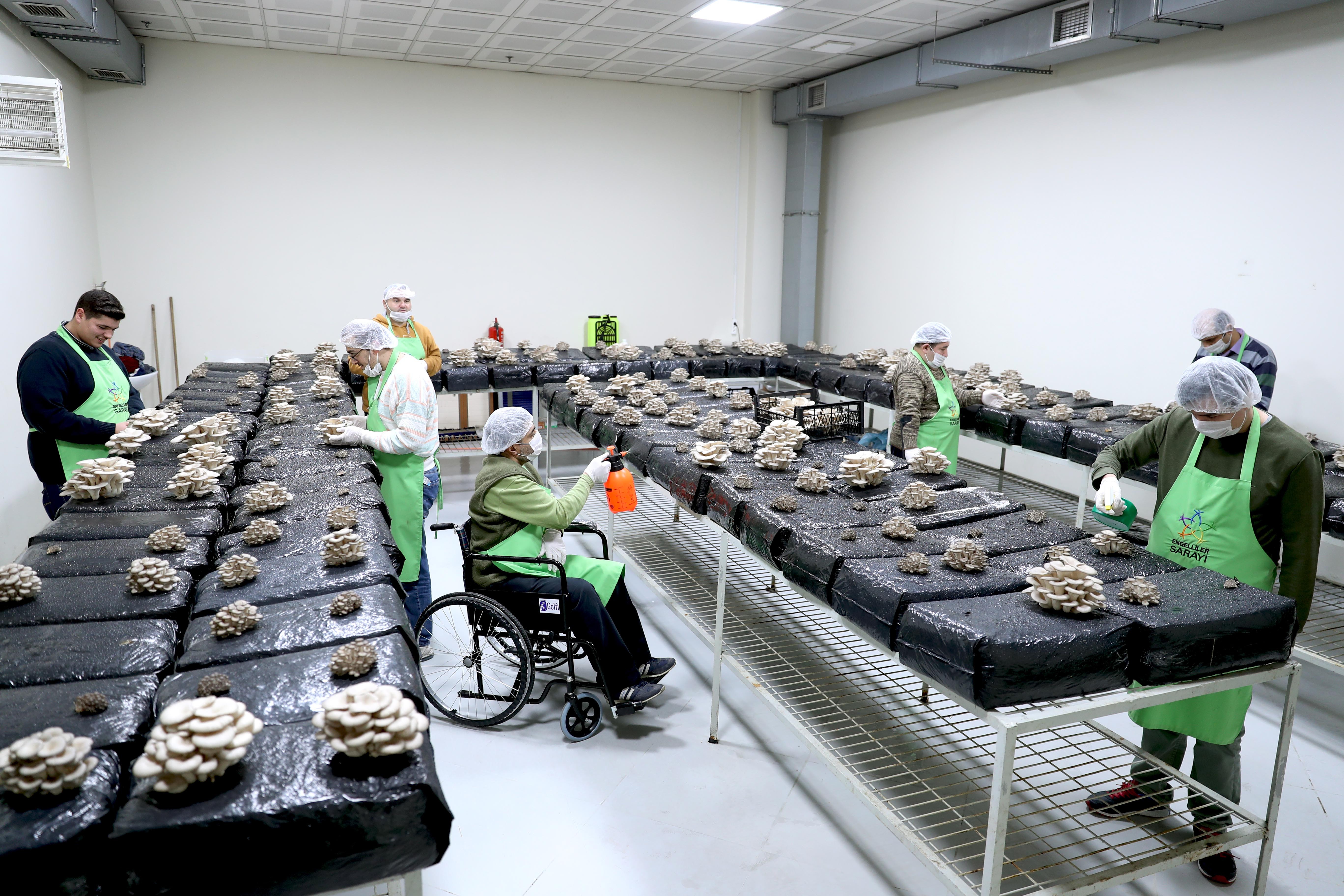 “Mantar üreterek hem terapi görüyor hem de meslek öğreniyorlar”