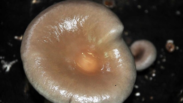 Mantar yedikten sonra 48 saat içinde...