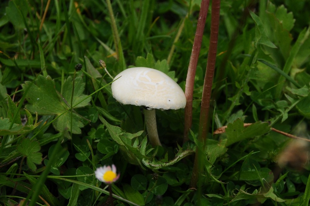 Mantar zehirlenmelerine dikkat 