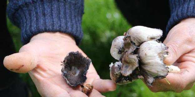 Mantar zehirlenmelerine karşı dikkat