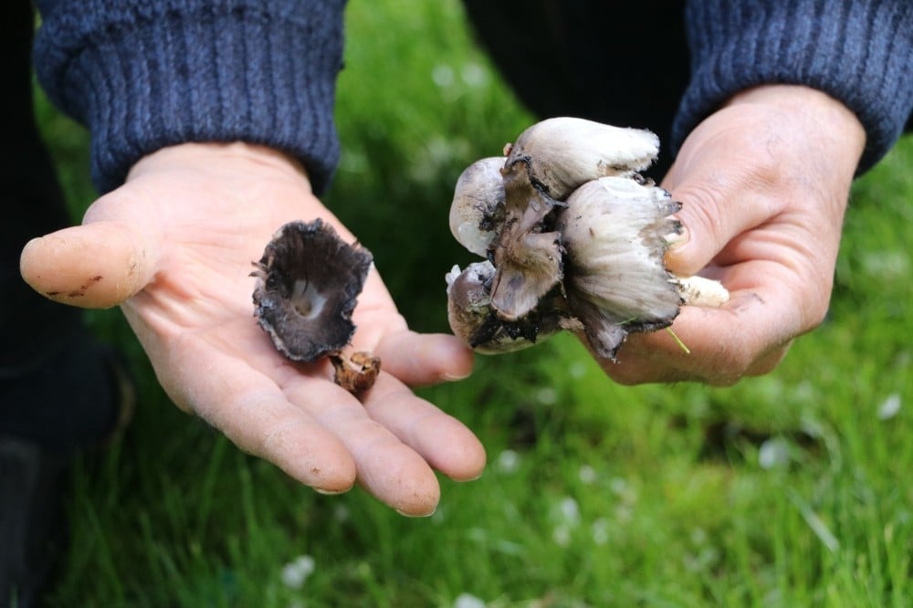 Mantar zehirlenmelerine karşı uyarı 