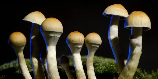 Mantar zehirlenmelerine karşı uyarı!