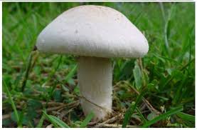 Mantardan zehirlenen 4 kişi hastanelik oldu